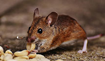 24 Hour & Emergency Exterminators in Carl, IA
